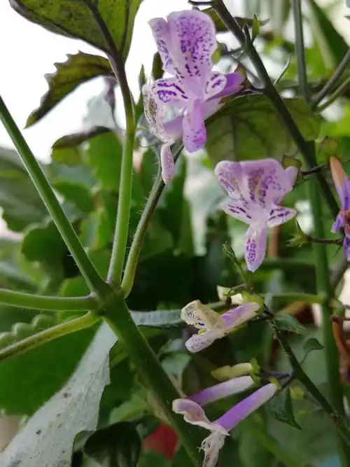 艾氏香茶菜 - 简书