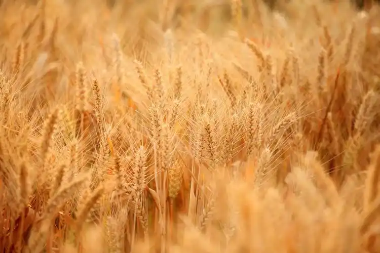 又到一年芒种,丰收的金黄色才是最美的,分享一组金色麦田照片|芒种|麦