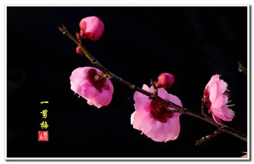 首发红梅花开贺新年