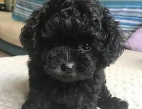 黑色泰迪狗多少钱一只