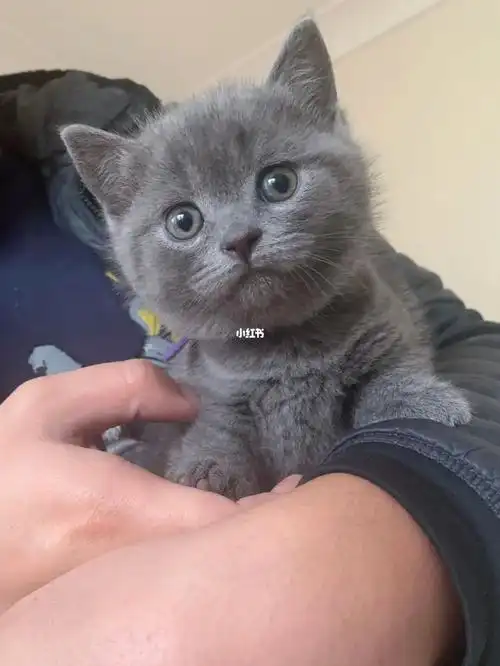 为最后两只可爱蓝猫妹妹找新家啦悉尼英短