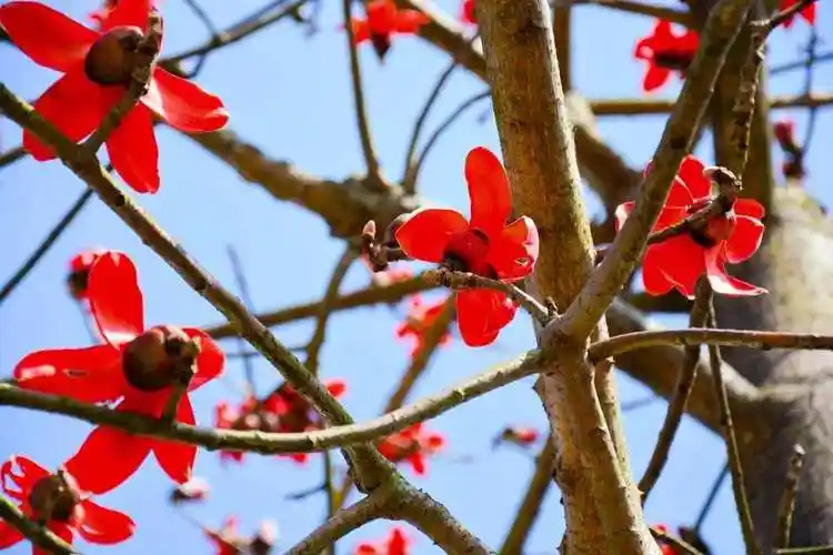 2,木棉花图片如下木棉花又叫红棉攀枝花,它是木棉科属的落叶大乔木,原