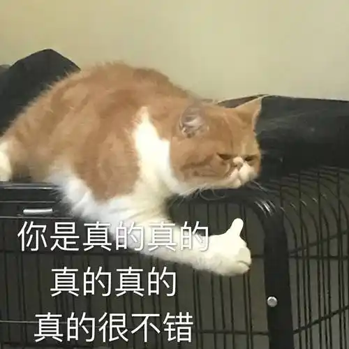 你是真的真的真的真的真的很不错猫咪真的猫咪不错表情