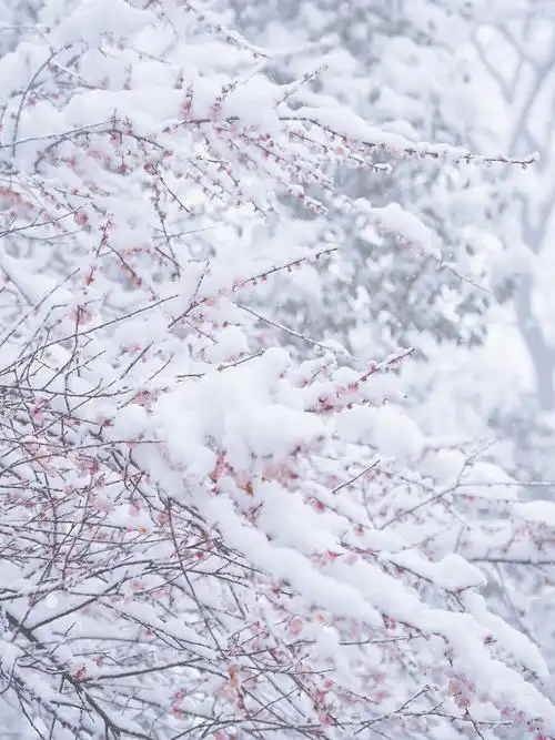 长沙岳麓山上的冰雪梅花