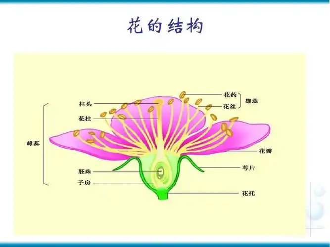 花的结构