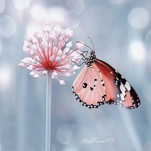 唯美走心的心情短语,发朋友圈很有格调!