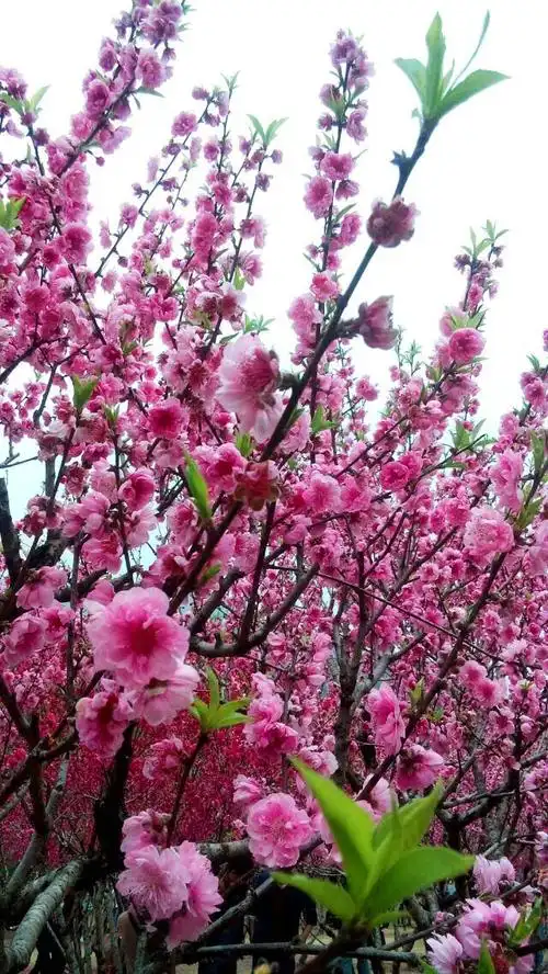 满树桃花开