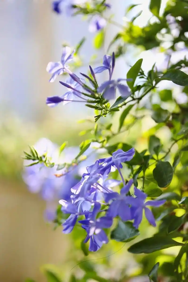 《逆光之恋》暗淡的蓝,融洽的雅,给心灵一种清爽宁静之感!蓝雪 - 抖音