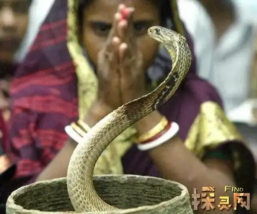 印度惊现五头蛇美人鱼受神龛香火庇佑的上古神兽图片2