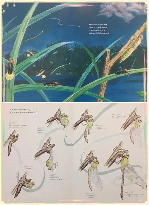 作者观察蜻蜓的一生就好似微观我们身处的自然世界请欣赏图画书池上池