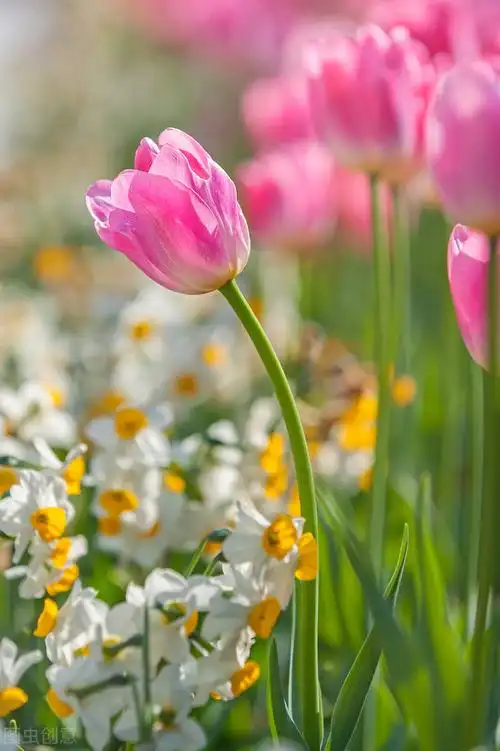 惊艳漂亮花朵大图壁纸素材,自然花海风光