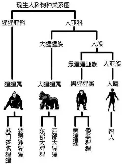 在现代分类学上,现代人属于智人,如果要写得稍微详细的一点就是:动物