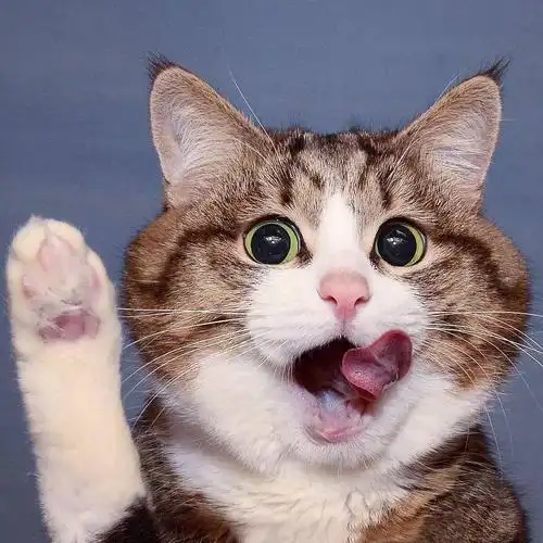 网红大脸猫的沙雕表情包圈粉无数啊啊啊啊啊啊可爱死了