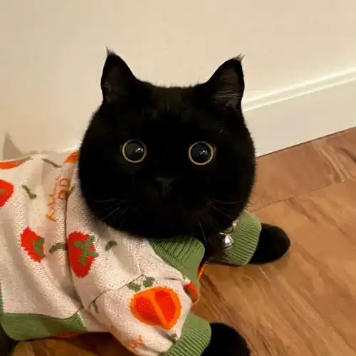 纯黑英短大额优惠券