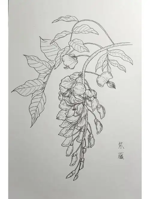 线描紫藤