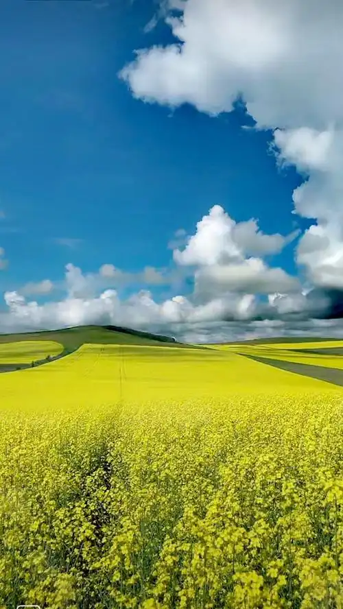 呼伦贝尔大草原