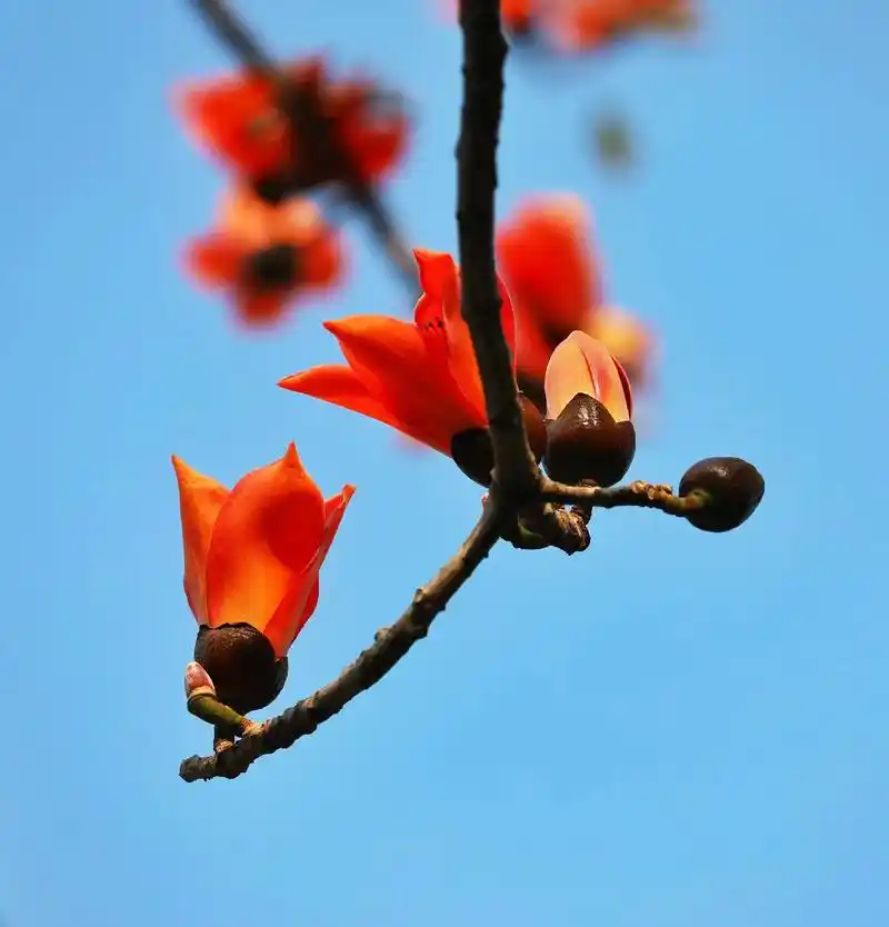 《木棉花的春天》木棉树树形魁梧高大,树干都舒展开,花朵开放时 - 抖
