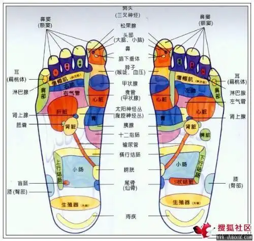 杨奕足底反射区图