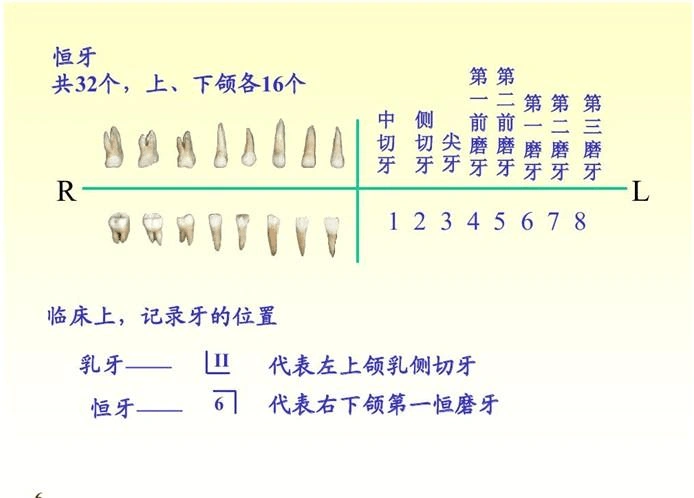 教育 数学 > 爱牙护齿笑口常开六(3)(教案)牙齿是人体中最坚硬的器官