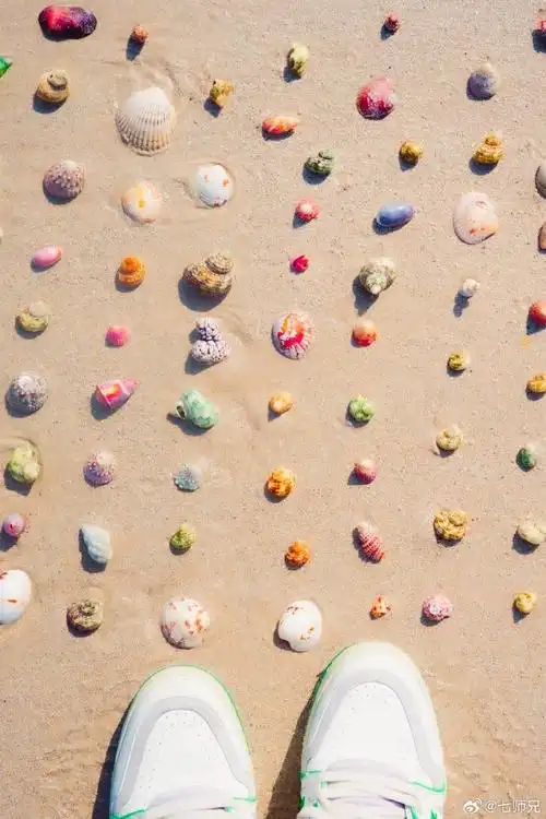 涠洲岛浪漫的彩色贝壳