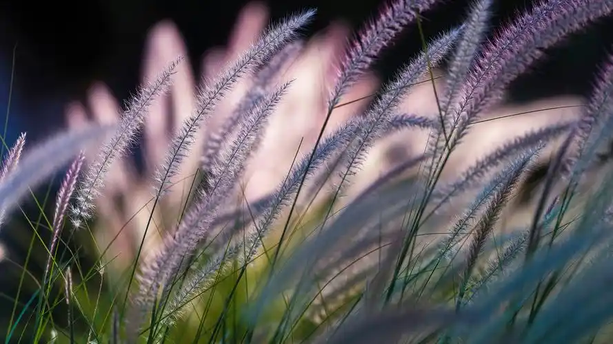 唯美花花草草图片电脑桌面壁纸下载 第二辑