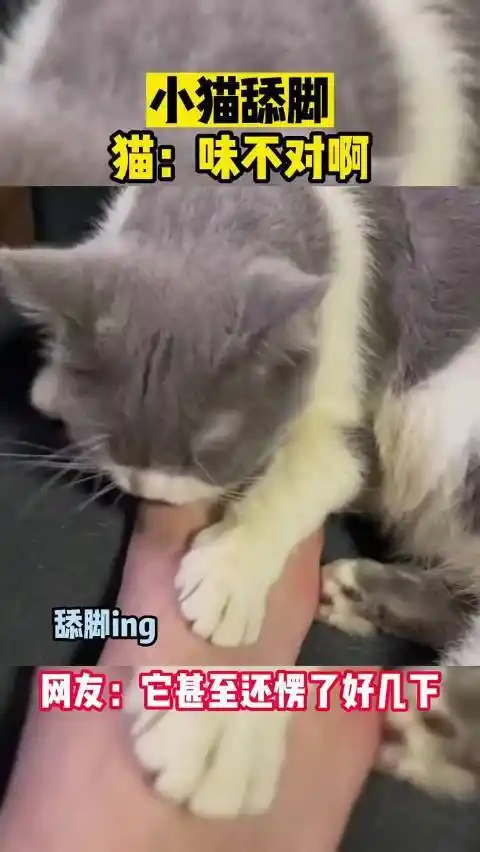 舔脚小猫咪今天味道怎么不大对