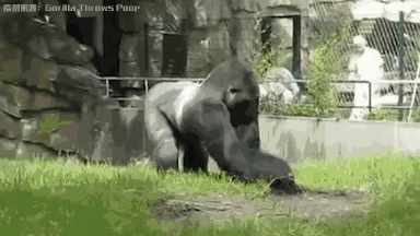 猩猩们对排泄物并不嫌弃,在它们树上的窝里经常会发现便便,说它们是睡