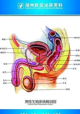 男性科图片_男性科素材_男性科模板免费下载-六图网