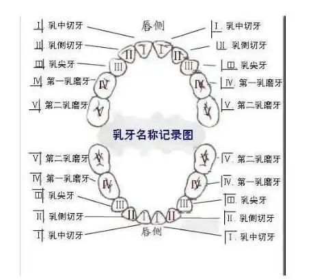牙齿与我们切身的利益关系