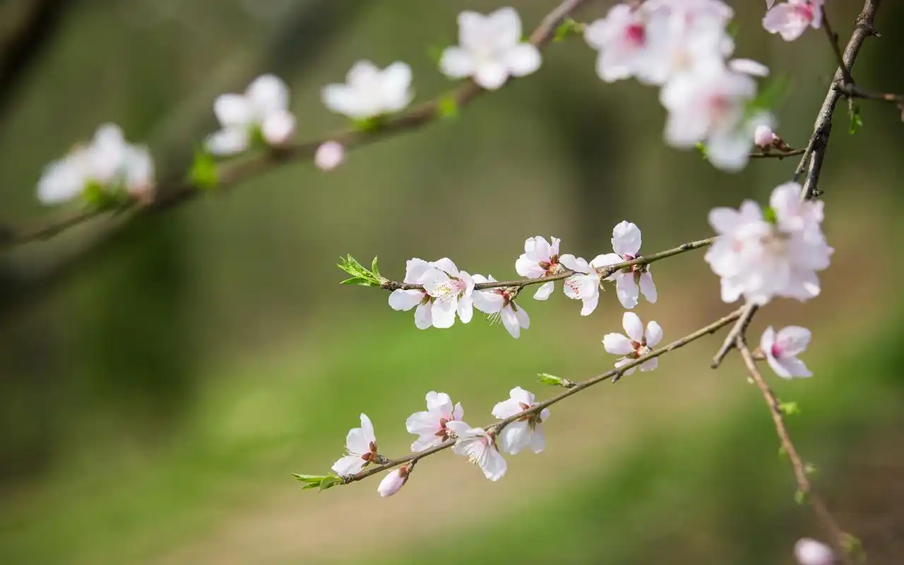 唯美初春桃花高清桌面壁纸