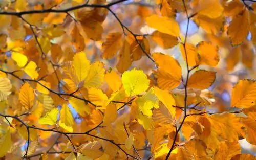 秋天到了,落叶缤纷,风景-回车桌面