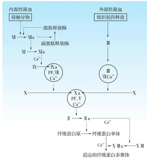 血液凝固的基本过程
