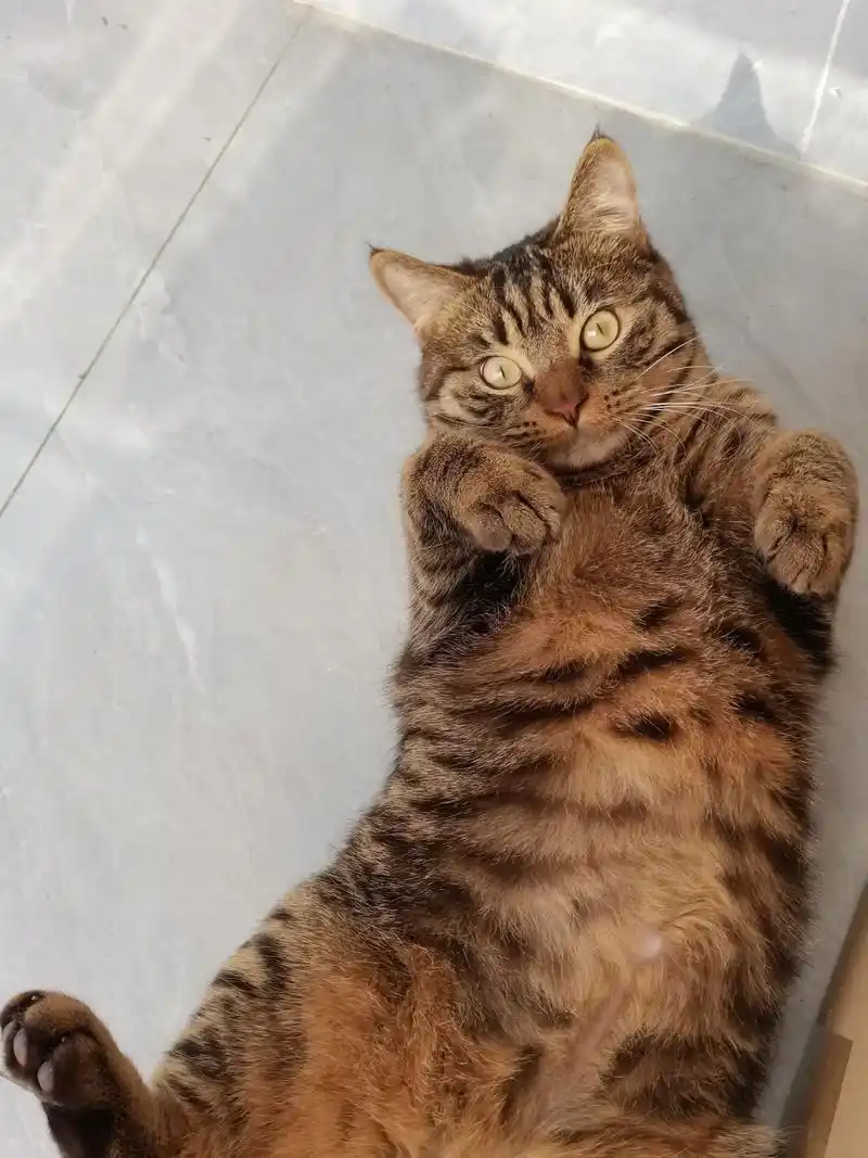 崇川区美短狸花串领养.猫咪情况:美短和狸花猫的串.10个月大 - 抖音