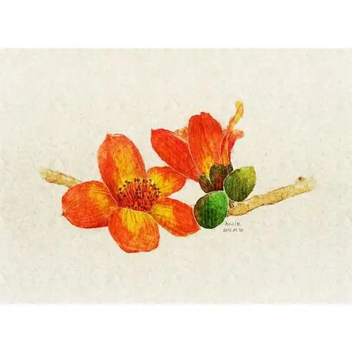 木棉花开~-hoaim._每日一涂_涂鸦王国插画