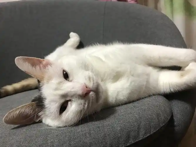 豆瓣猫咪比丑大赛