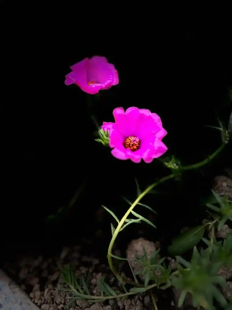 大花马齿苋(又名太阳花) 16大花马齿苋虽然花朵非常小,但是在 - 抖