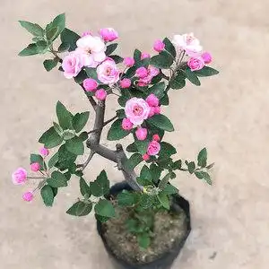 海棠花盆景四季图片