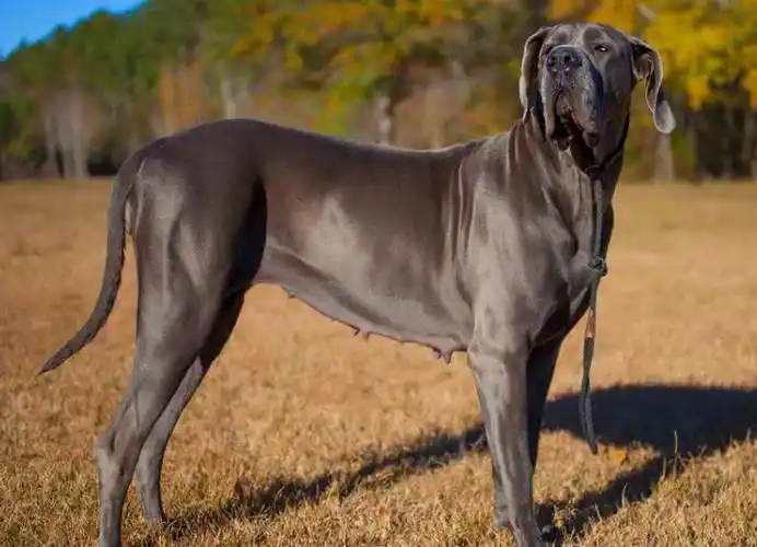 世界上最大的5种狗狗(世界上最大的五种狗)