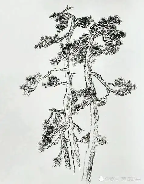 国画松树的画法步骤 国画松树的画法步骤图片