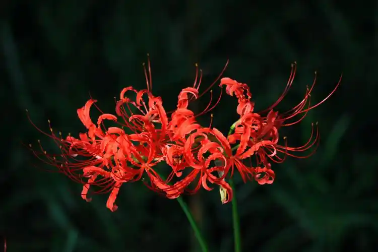 曼珠沙华又叫彼岸花……又有.恶魔的温柔.寓意.