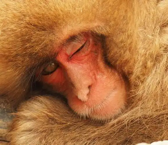 呢个仲喺度闭目入神05!