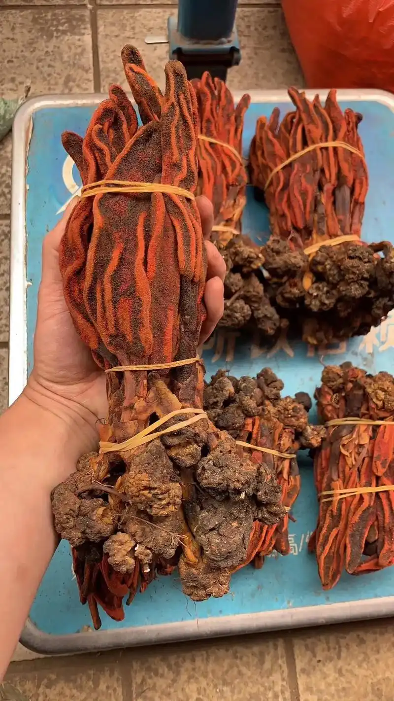 回春草,又名(不老草)!听名字想功效 - 抖音