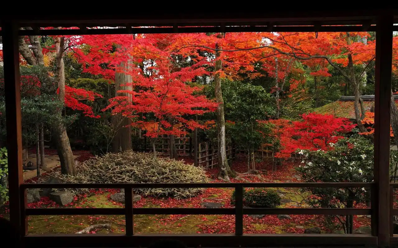 日本庭院观秋火红枫叶摄影电脑壁纸图片大全(一)