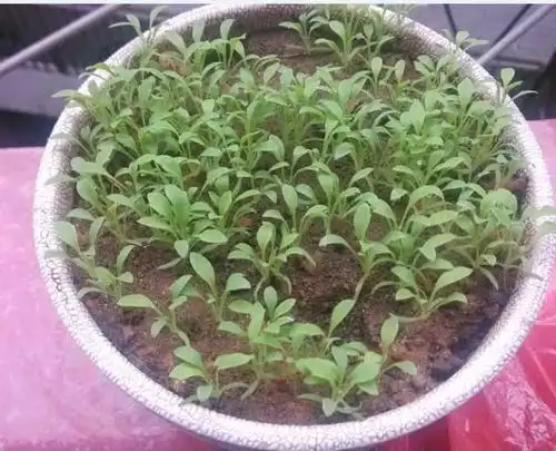 75岁老太种罂粟被判五年孙女称其只是以为会开很好看的花你怎么看