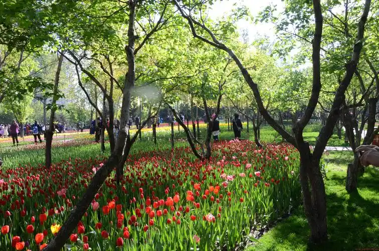 长春公园郁金香花展