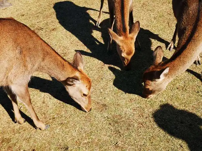日本奈良神鹿公园的梅花鹿与人亲密接触