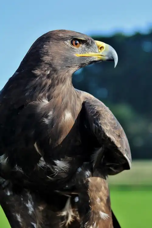 鹰,猎物,鸟,一种动物,野生动物,动物主题,在野外的动物