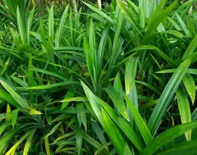 板兰叶是一种热带绿色植物,有一种十分独特的天然芳香味,做出的馒头