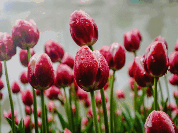 燃起来!青秀山45万株郁金香绽放,让我们一起刷爆朋友圈