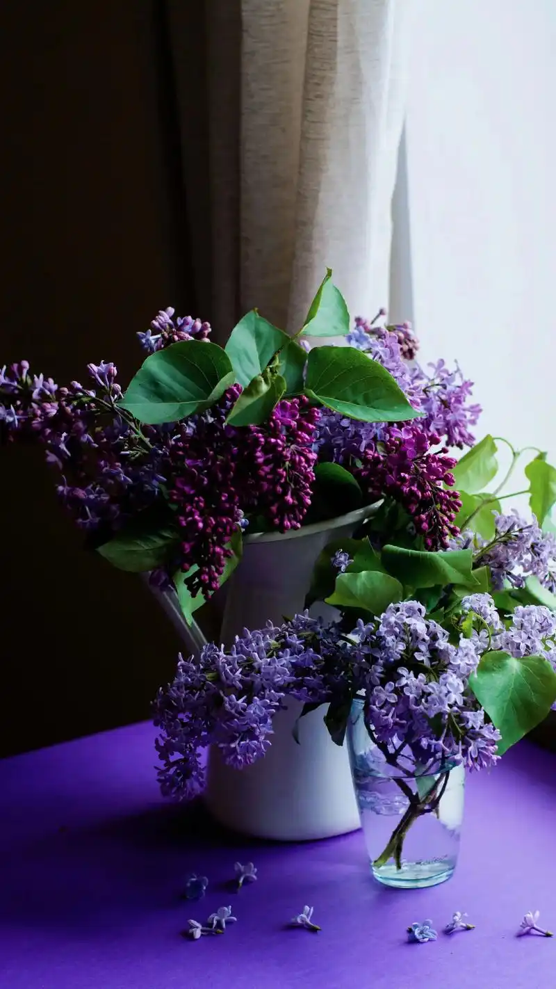 用花草点缀我的家 #抖音图文来了#丁香花 丁香的花语:纯洁 - 抖音